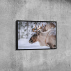Winter Reindeer Canvas Wall Art – Nordic Wildlife Photography Print for Rustic Cabin and Christmas Home Deco