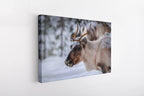 Winter Reindeer Canvas Wall Art – Nordic Wildlife Photography Print for Rustic Cabin and Christmas Home Deco