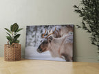 Winter Reindeer Canvas Wall Art – Nordic Wildlife Photography Print for Rustic Cabin and Christmas Home Deco
